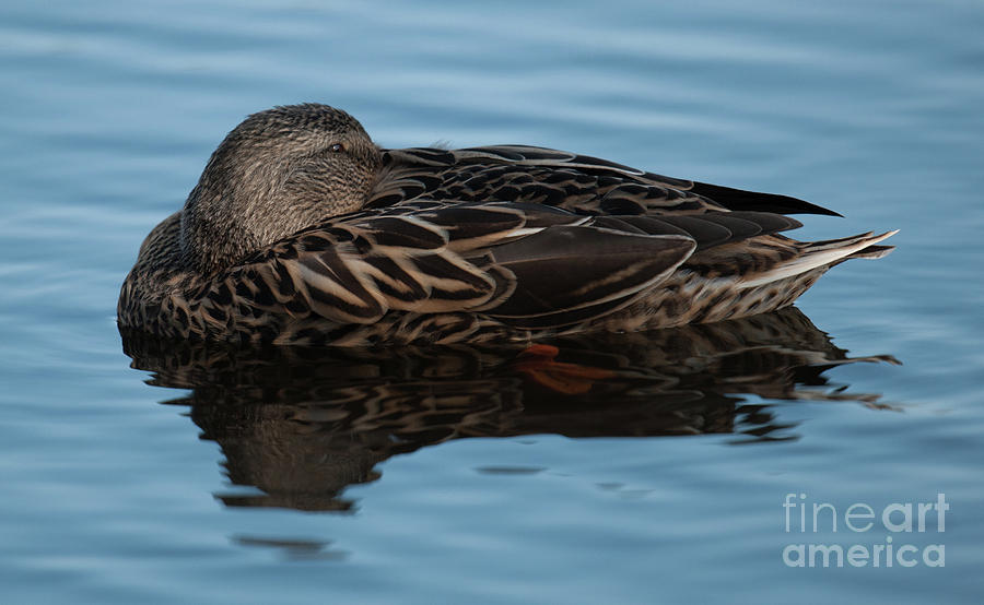 Sleeping Duck Photograph by Dale Powell