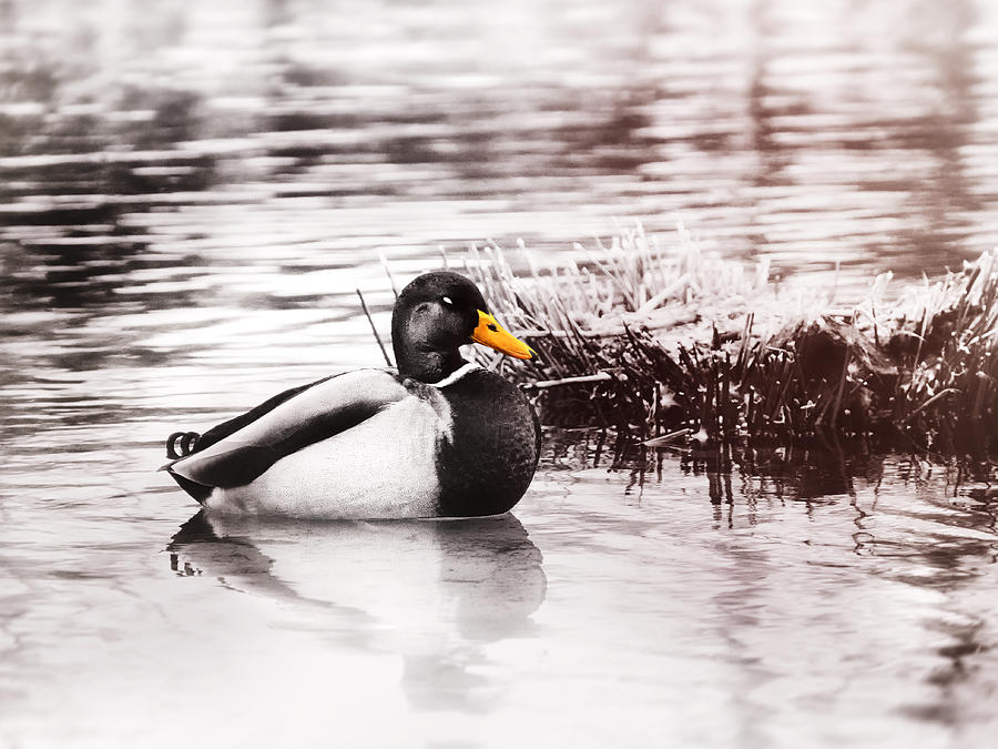 Sleeping Duck Photograph by Jaroslav Buna