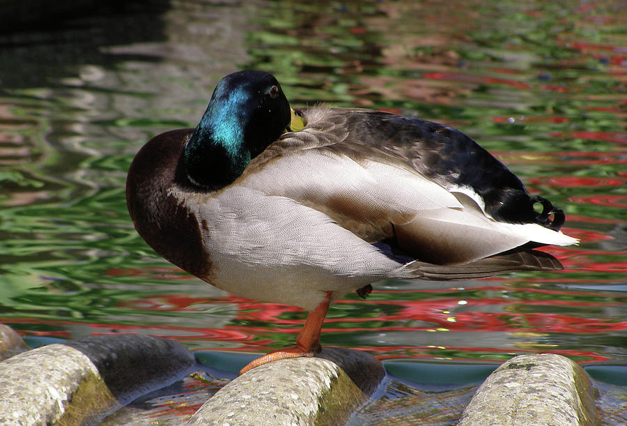 Sleeping duck Photograph by Josie Gilbert - Fine Art America