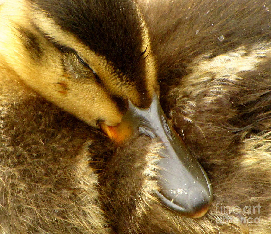 Sleeping Duckling Photograph by Lori Lafargue