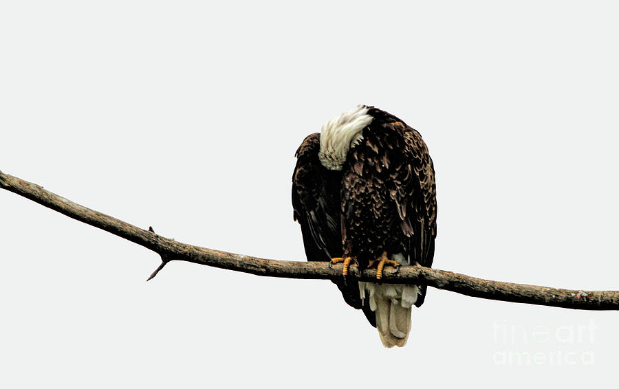 Sleeping Eagle Photograph by Elizabeth Winter