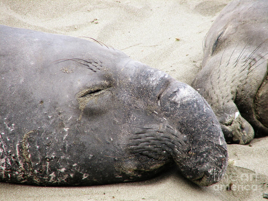 Sleeping Elephant Seal on Beach Photograph by DejaVu Designs - Fine Art ...