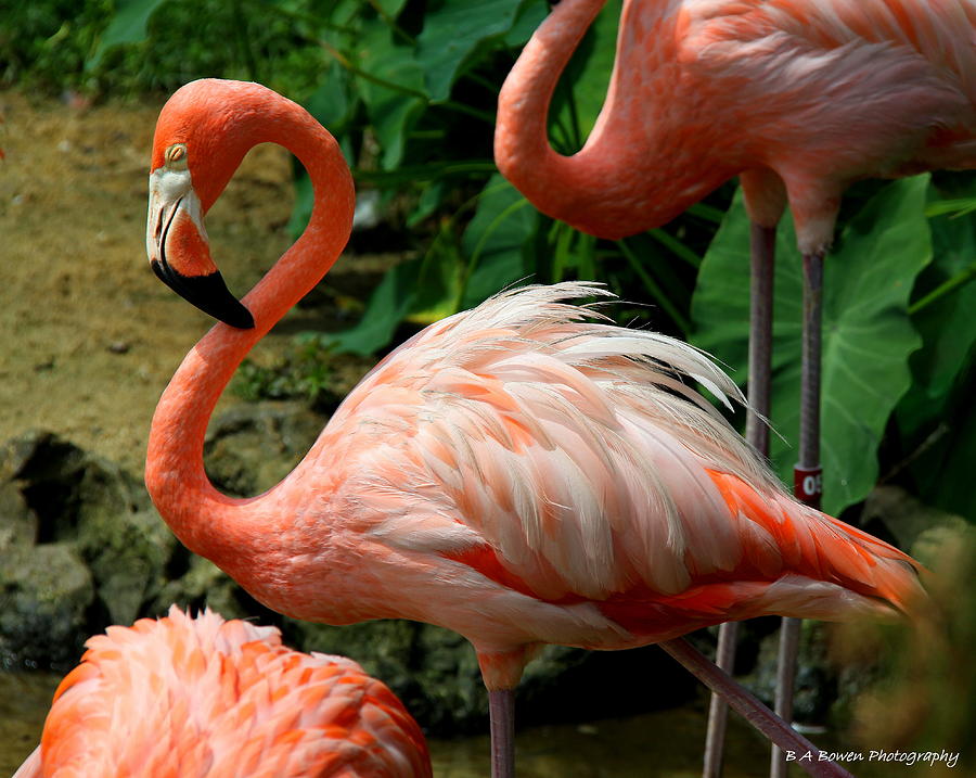 Sleeping Flamingo Photograph by Barbara Bowen