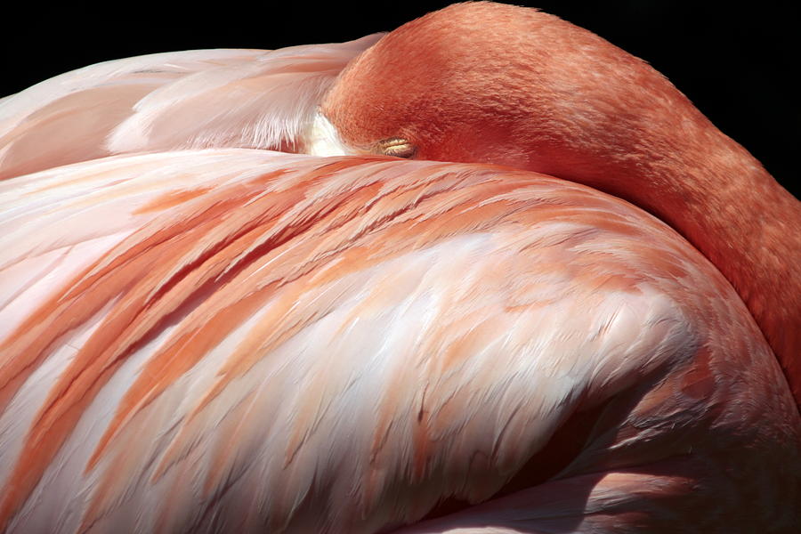 Sleeping Flamingo Photograph by Valerie Collins