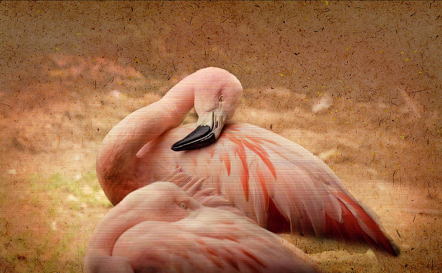 Sleeping Flamingos, NC Zoo Photograph by Cynthia Wolfe