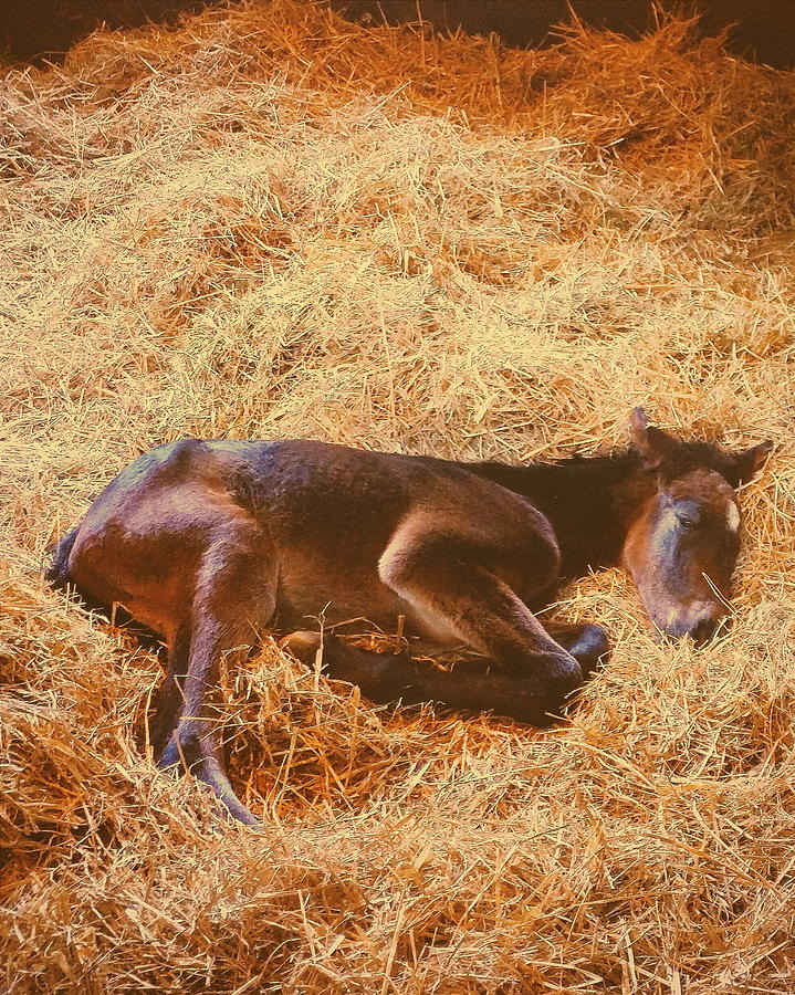 Horse Photograph - Sleeping Foal by Paul Kercher
