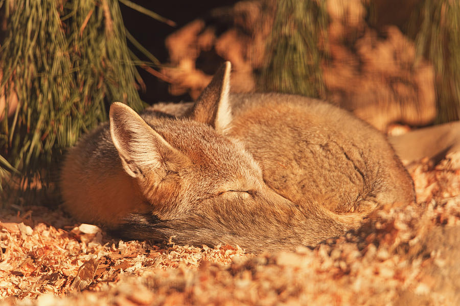 Sleeping Fox  Photograph by Brian Cross
