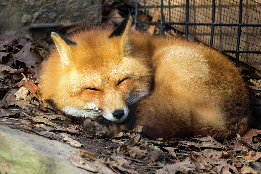 Sleeping Fox Photograph by David Stasiak