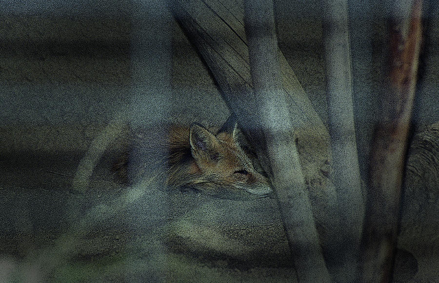 Sleeping Fox by Maria Reverberi Sleeping Fox by Maria Reverberi