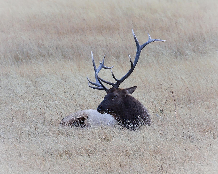 Wildlife Photograph - Sleeping Giant by Steve McKinzie