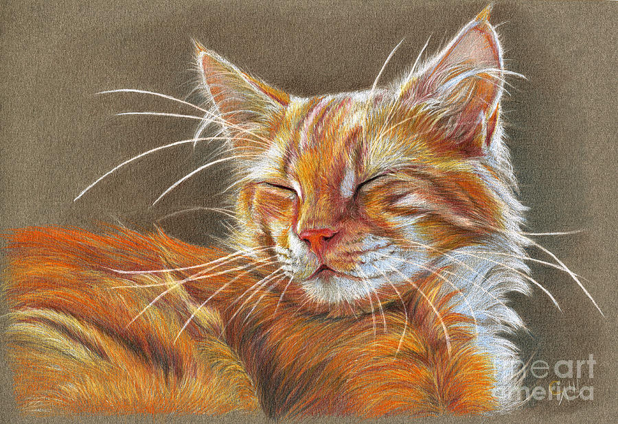 Sleeping Ginger kitten CC12-005 Drawing by Svetlana Ledneva-Schukina