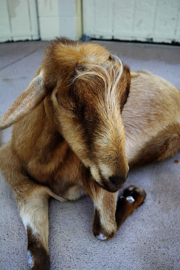 Sleeping Goat Photograph by FineArtRoyal Joshua Mimbs