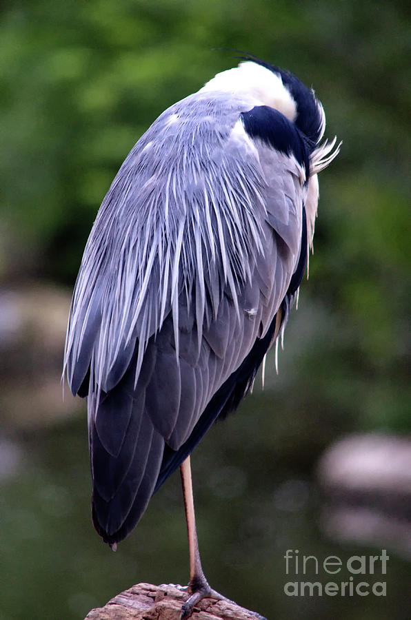 Sleeping Grey Heron Photograph by Michelle Meenawong