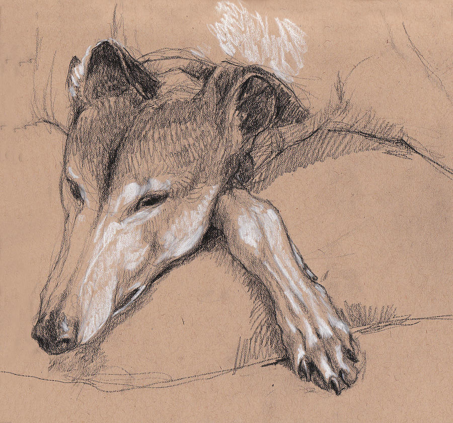 Sleeping Greyhound Drawing by Tracie Thompson