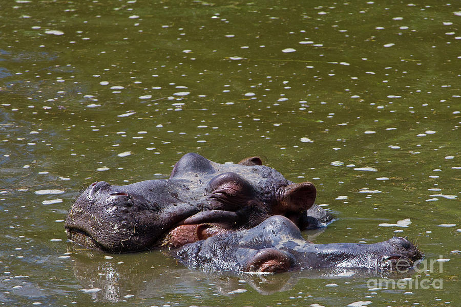 Sleeping Hippos Photograph by Jennifer Ludlum