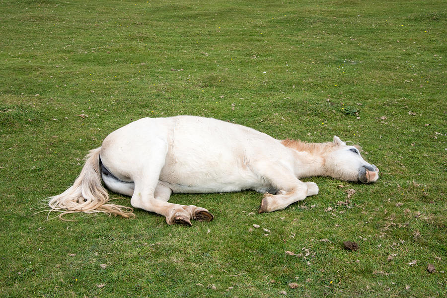 Sleeping Horse Photograph by Roy Pedersen
