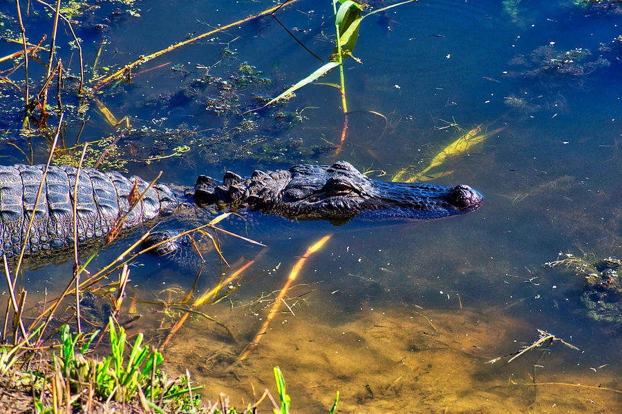 Alligator Photograph - Sleeping in the Bayou by Robert Brown