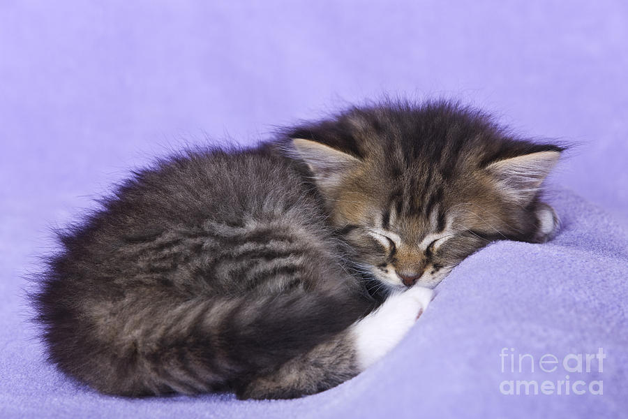 Cat Photograph - Sleeping Kitten by Jean-Louis Klein & Marie-Luce Hubert