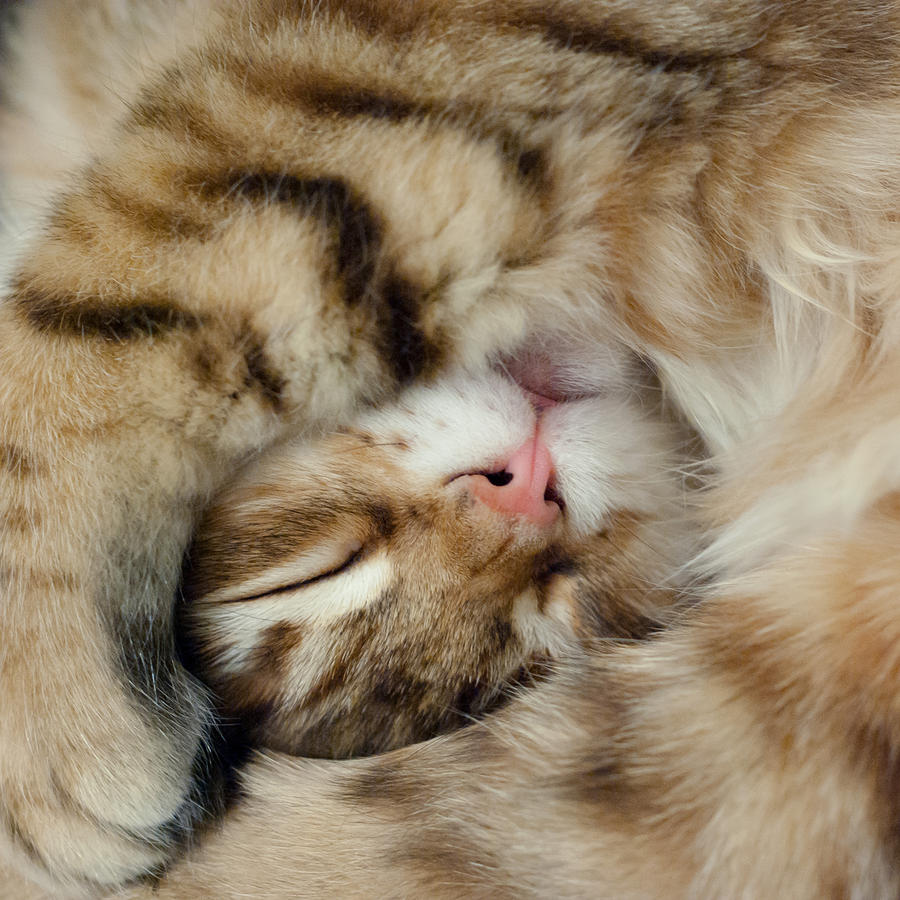 Cat Photograph - Sleeping kitten by John Janicki