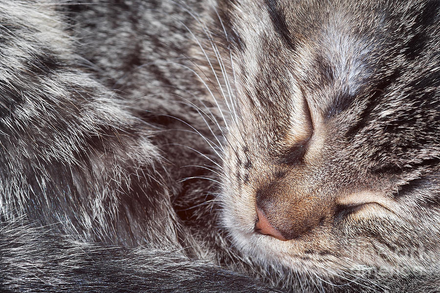 Sleeping Kitten Photograph by Michal Boubin