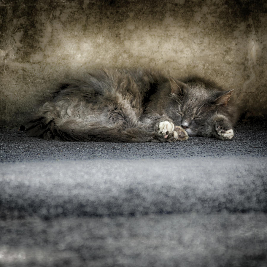 Sleeping Kitty Photograph by Scott Wyatt