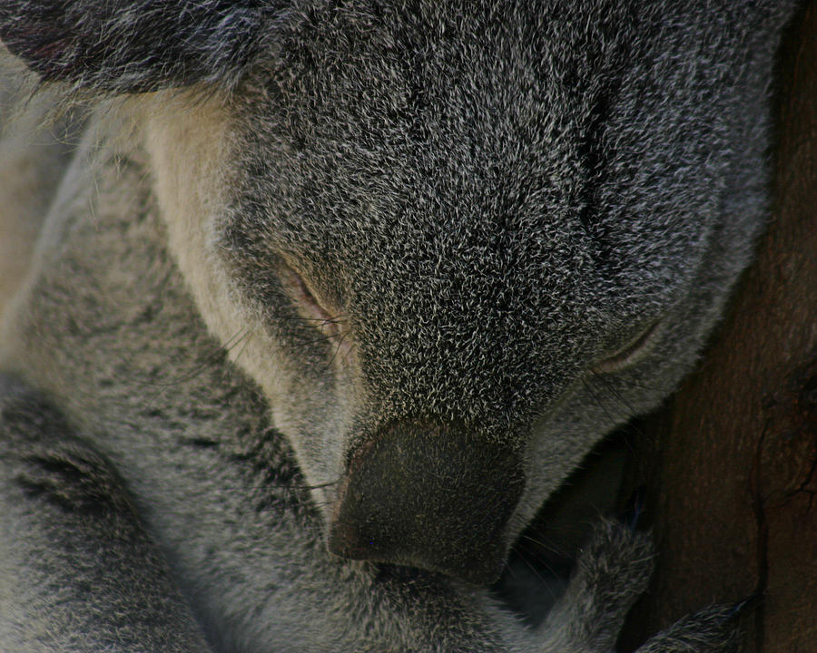 Sleeping Koala Bear Photograph by Anthony Jones