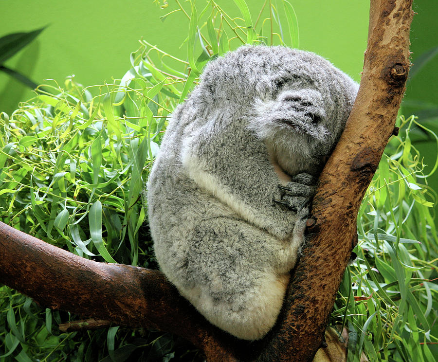 Nature Photograph - Sleeping Koala Bear by Cathy Harper