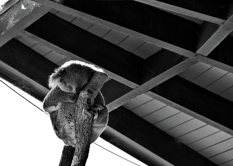 Black And White Photograph - Sleeping Koala by Miroslava Jurcik