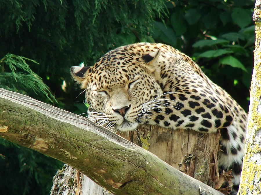 Sleeping Leopard Photograph By Nicola Butt - Fine Art America