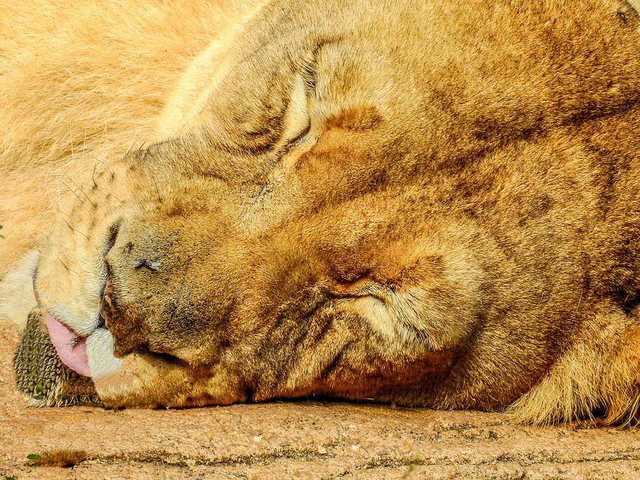 Sleeping Lion Photograph by Ches Black