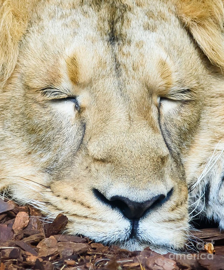 Sleeping Lion Photograph by Colin Rayner