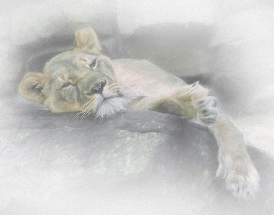 Sleeping Lion Photograph by David and Carol Kelly
