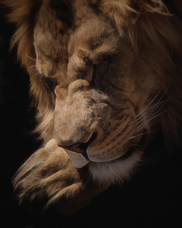 Sleeping Lion Digital Art Digital Art by Ernest Echols