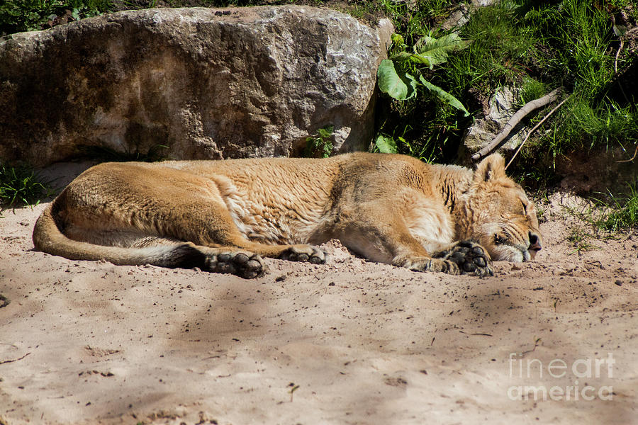 Sleeping Lion Photograph by Doc Braham