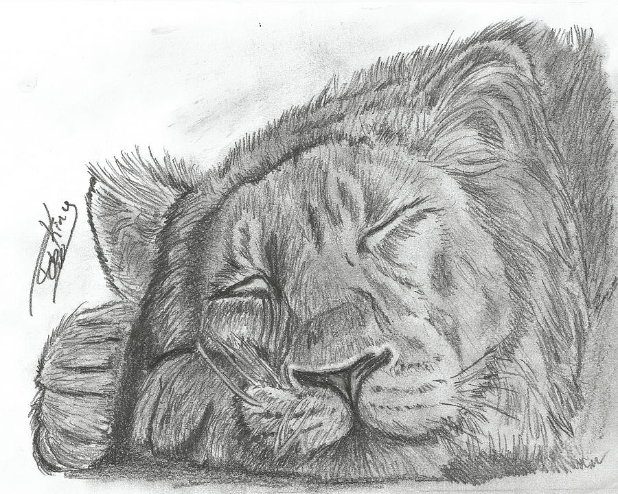 Sleeping Lion Drawing By Rob King Fine Art America