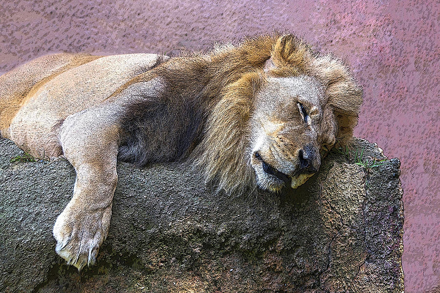 Sleeping Lion Photograph by Roslyn Wilkins