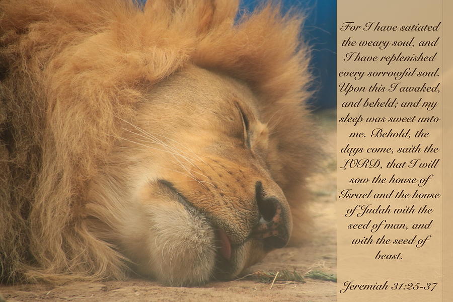 Inspirational Photograph - Sleeping Lion with Verses from Jeremiah by Debbie Nobile