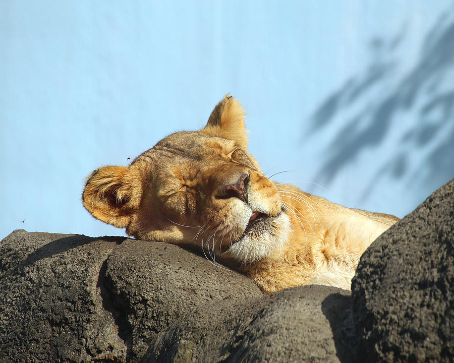 Sleeping Lioness Photograph by David Stasiak