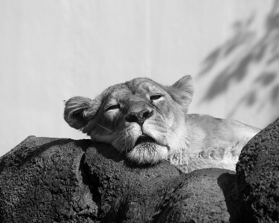 Sleeping Lioness in Black and White Photograph by David Stasiak