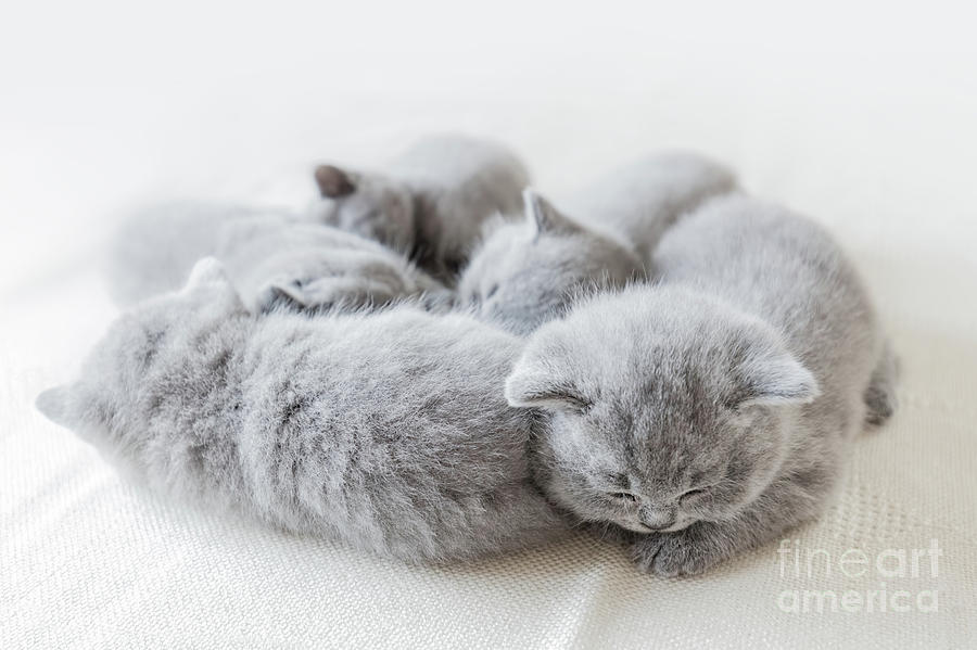 Sleeping little cats in a group. British shorthair. Photograph by Michal Bednarek