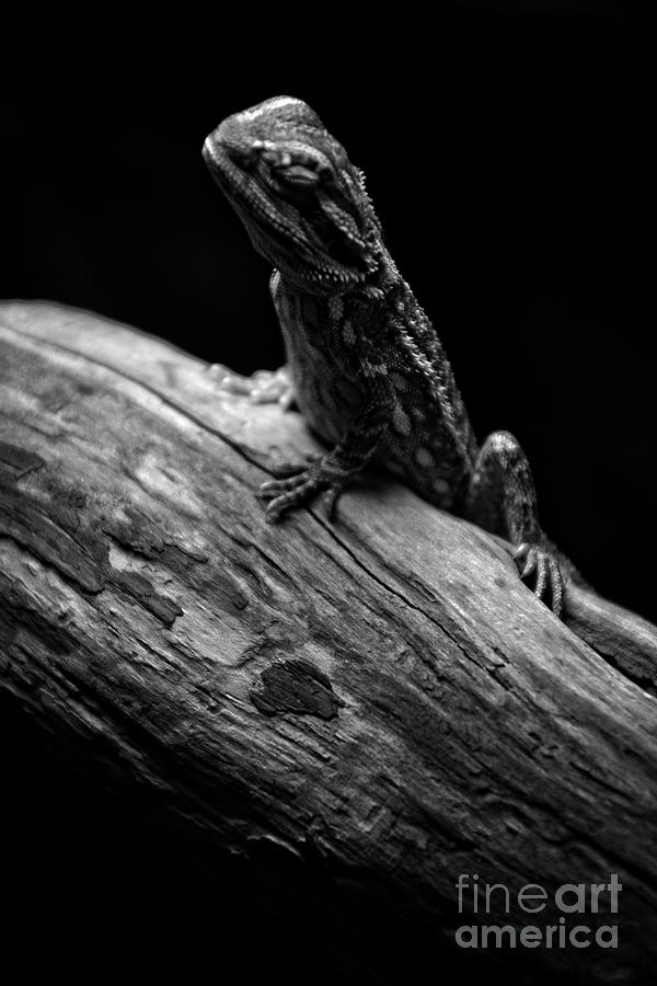 Sleeping Lizard Photograph by FineArtRoyal Joshua Mimbs