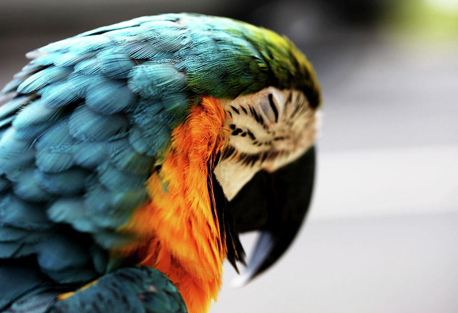 Macaw Photograph - Sleeping Macaw by Dan Pearce Macaw Photograph - Sleeping Macaw by Dan Pearce