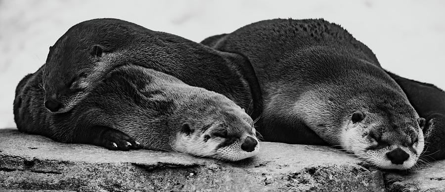 Sleeping North American River Otters  Photograph by Tracy Winter