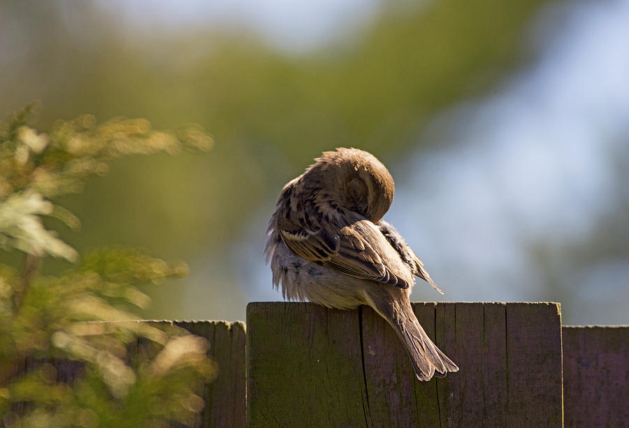 Sparrow Photograph - Sleeping on the Job by Spencer Bush