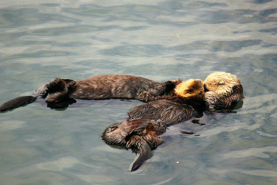 Sleeping Otter Photograph by Douglas Miller