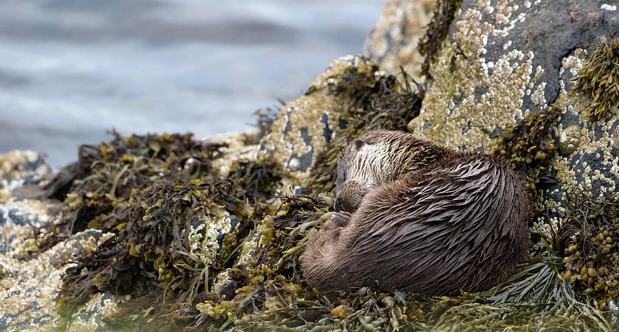 Sleeping Otter Photograph by Pete Walkden