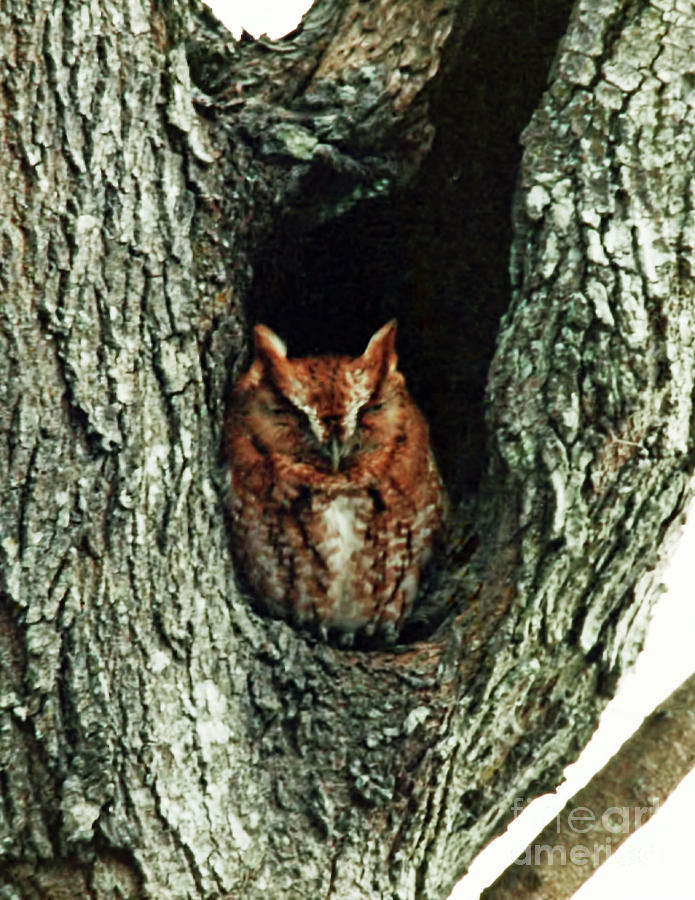Sleeping Owl Photograph by D Hackett
