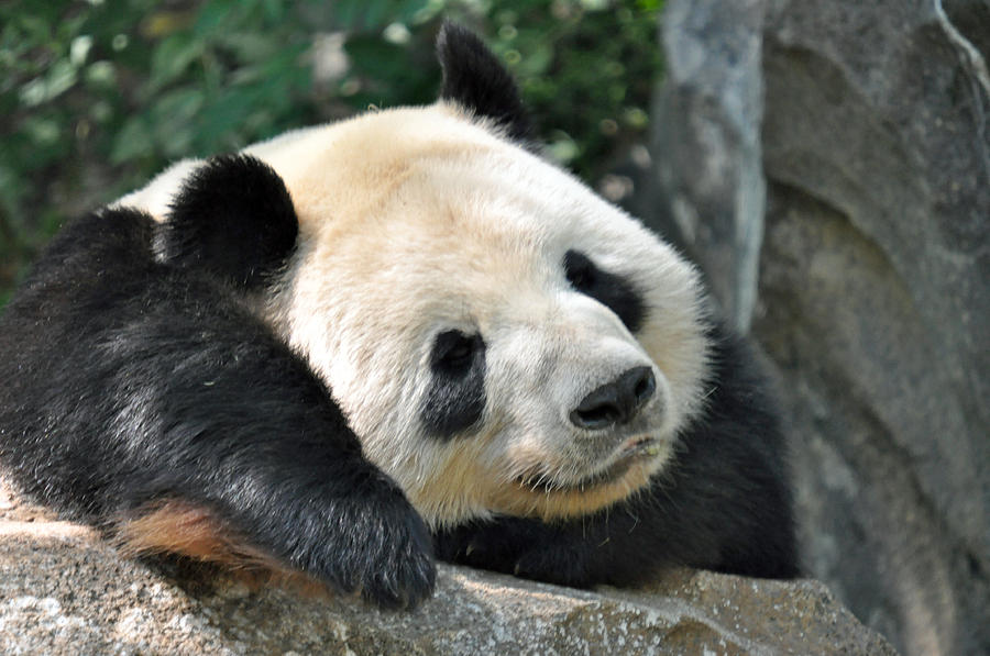 Sleeping Panda Photograph by Teresa Blanton