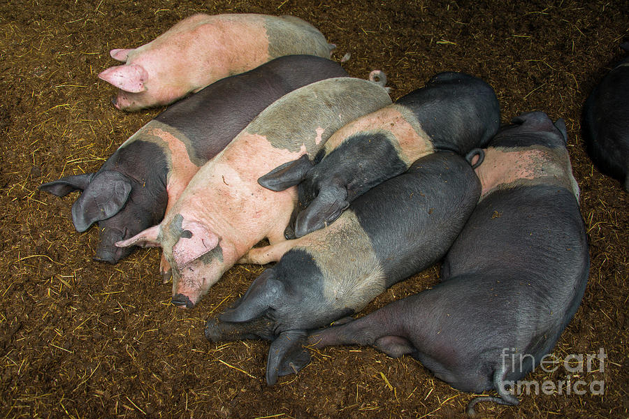 Pig Photograph - Sleeping Piggies  by Rob Hawkins