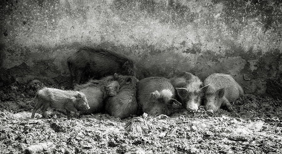 Sleeping Pigs and Piglets  Photograph by John Hoey